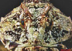 Face-to-face with a Cabezon at the Channel Islands Nation... by Ross Payson 
